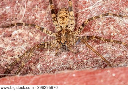 Wandering Spider Of The Genus Enoploctenus In Macro View