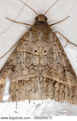 Underwing Moth Of The Genus Mocis In Macro View