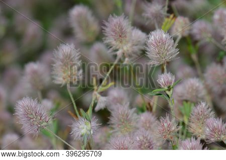 Flowers Of Hares-foot Clovers Trifolium Arvense. Llano De Las Brujas. Natural Reserve Of Inagua. Tej