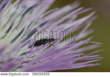 Beetle On A Flower Of Purple Milk Thistle Galactites Tomentosa. Integral Natural Reserve Of Inagua. 