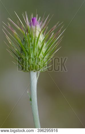 Unopened Flower Of A Purple Milk Thistle Galactites Tomentosa. Integral Natural Reserve Of Inagua. T