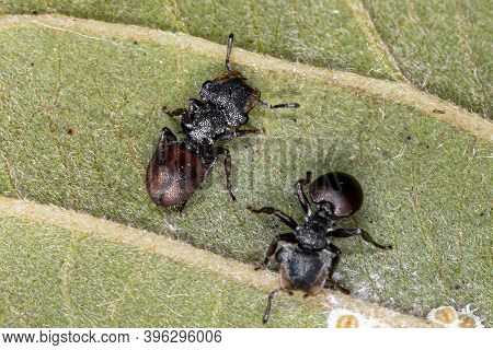 Turtle Ant Of The Genus Cephalotes In Macro View