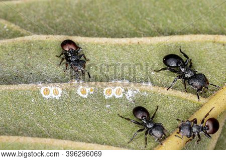 Turtle Ant Of The Genus Cephalotes In Macro View