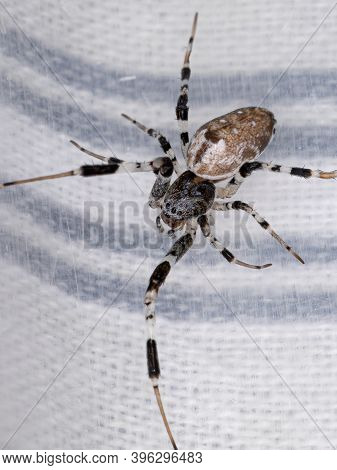 Ninja-star Ceiling Spider