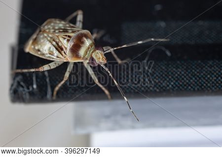 Plant Bug Of The Horciasoides Nobilellus In Macro View