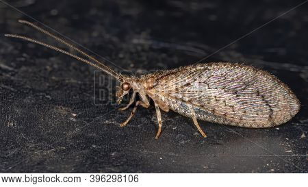 Brown Lacewing Of The Family Hemerobiidae In Macro View