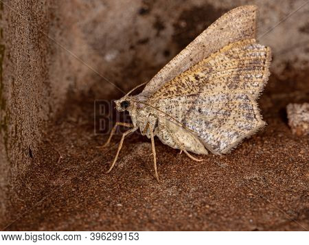 Geometer Moth Of The Family Geometridae In Macro View