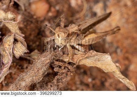 Short-horned Grasshopper Of The Family Acrididae In Macro View