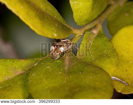 Small Plant Bug