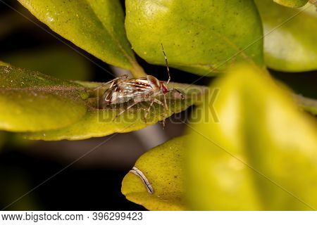 Plant Bug Of The Species Horciasoides Nobilellus
