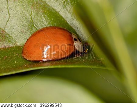 Asian Lady Beetle Of The Species Harmonia Axyridis