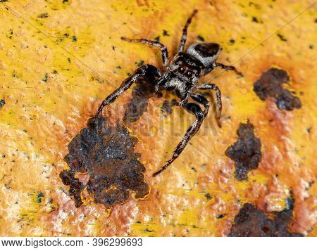 Male Jumping Spider