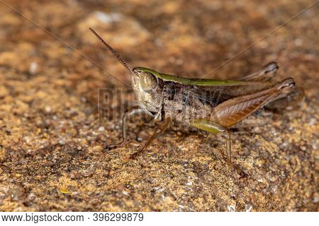 Short-horned Grasshopper Of The Family Acrididae In Macro View