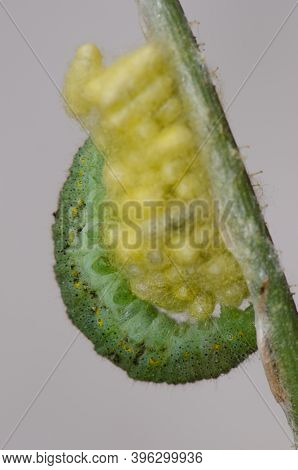 Cocoons Of The Wasp Cotesia Glomeratus With The Remains Of A Dead Parasitized Caterpillar Pieris Rap