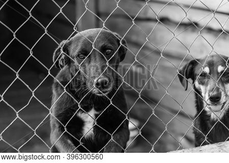Black And White Photo Of Dogs At The Homeless Dog Shelter. Abandoned Dogs. Bw