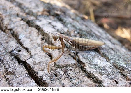 The Locusts Perched On The Bark Of An Old Tree.