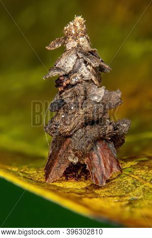 Small Bagworm Moth Of The Family Psychidae