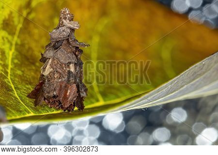 Small Bagworm Moth