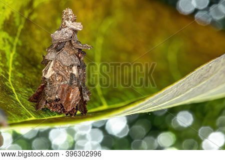 Small Bagworm Moth