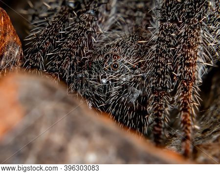 Brazilian Classic Orbweaver