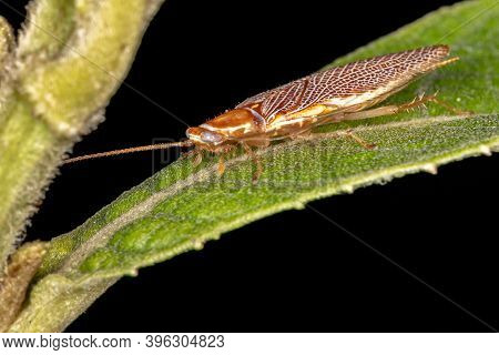 Wood Cockroach Of The Family Ectobiidae In Macro View