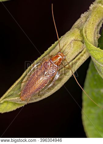 Wood Cockroach Of The Family Ectobiidae In Macro View