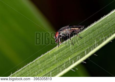 Picture-winged Fly Of The Genus  In Macro View