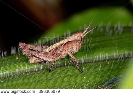 Short-horned Grasshopper Of The Family Acrididae In Macro View