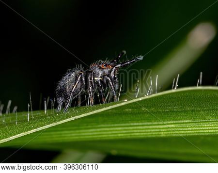 Jumping Spider Of The Genus Phiale In Macro View
