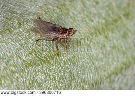 Louse Fly Of The Family Hippoboscidae In Macro View