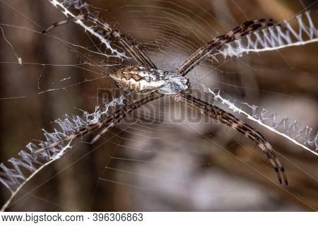 Silver Garden Orbweaver Of The Species Argiope Argentata