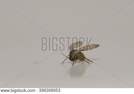 Bathroom Moth Midge Clogmia Albipunctata. Las Palmas De Gran Canaria. Gran Canaria. Canary Islands. 