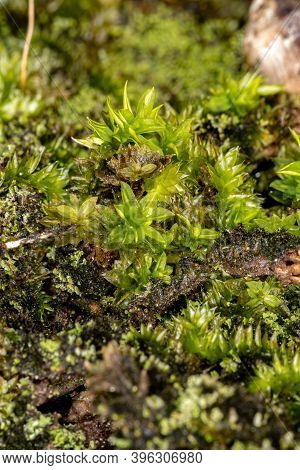 Brazilian True Mosses Of The Class Bryopsida