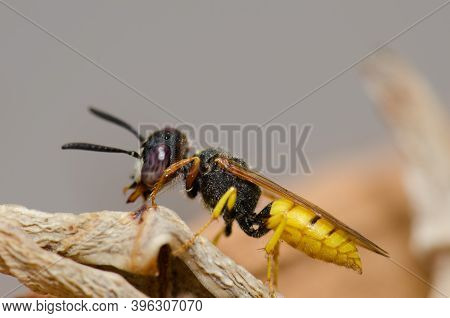 European Beewolf Philanthus Triangulum Grooming. Las Palmas De Gran Canaria. Gran Canaria. Canary Is
