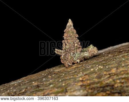 Bagworm Moth Of The Family Psychidae In Macro View