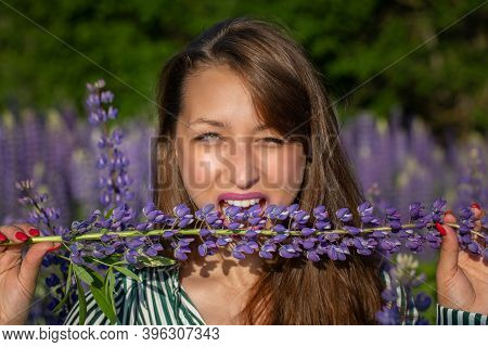 Gorgeous Beautiful Girl Bites Lupine Stem Sensually Looking At Camera On Blooming Meadow, Merging Wi