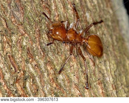 Turtle Ant Of The Species Cephalotes Clypeatus