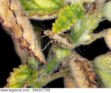 Scentless Plant Bug Of The Family Rhopalidae