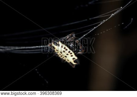 Adult Spinybacked Orbweaver