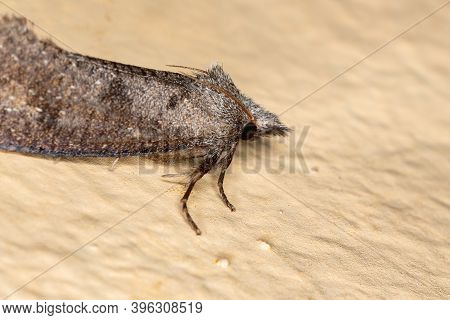 Burrowing Webworm Moth Of The Subfamily Acrolophinae