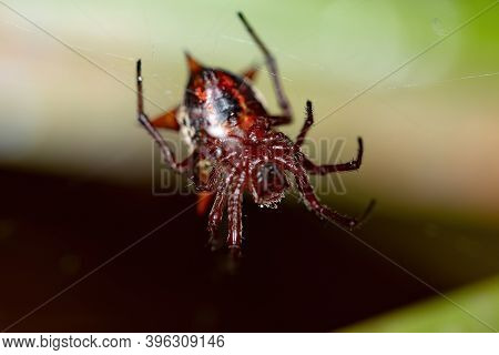 Orbweaver Of The Species Actinosoma Pentacanthum In Macro View