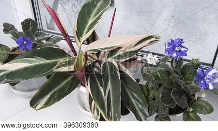 Caring For Houseplants In The Winter. Violets And Stromanthe Plant In Flowerpots. Snow Outside.