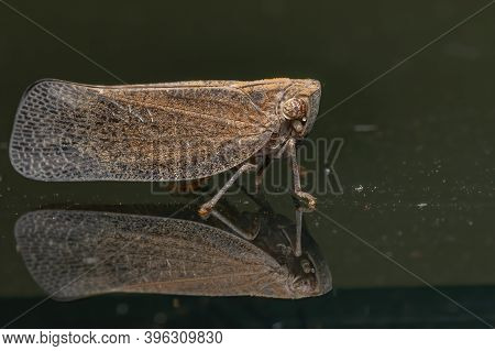 Nogodinid Planthopper Of The Genus Bladina In Macro View