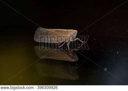 Nogodinid Planthopper Of The Genus Bladina In Macro View