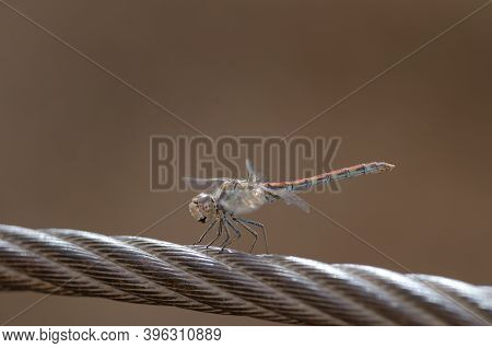 Immature Male Of Red-veined Darter Sympetrum Fonscolombii. The Nublo Rural Park. Tejeda. Gran Canari