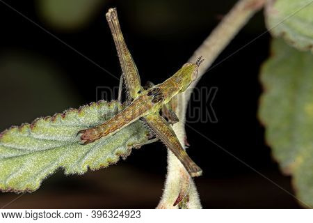 Monkey Grasshopper Of The Genus Temnomastax In Macro View