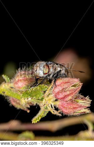 Tachinid Fly Of The Family Tachinidae In Macro View