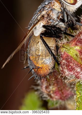 Tachinid Fly Of The Family Tachinidae In Macro View