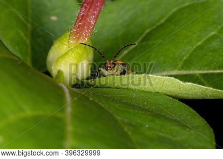 Brazilian Green Beetle