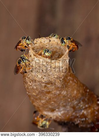 Stingless Jatai Bee